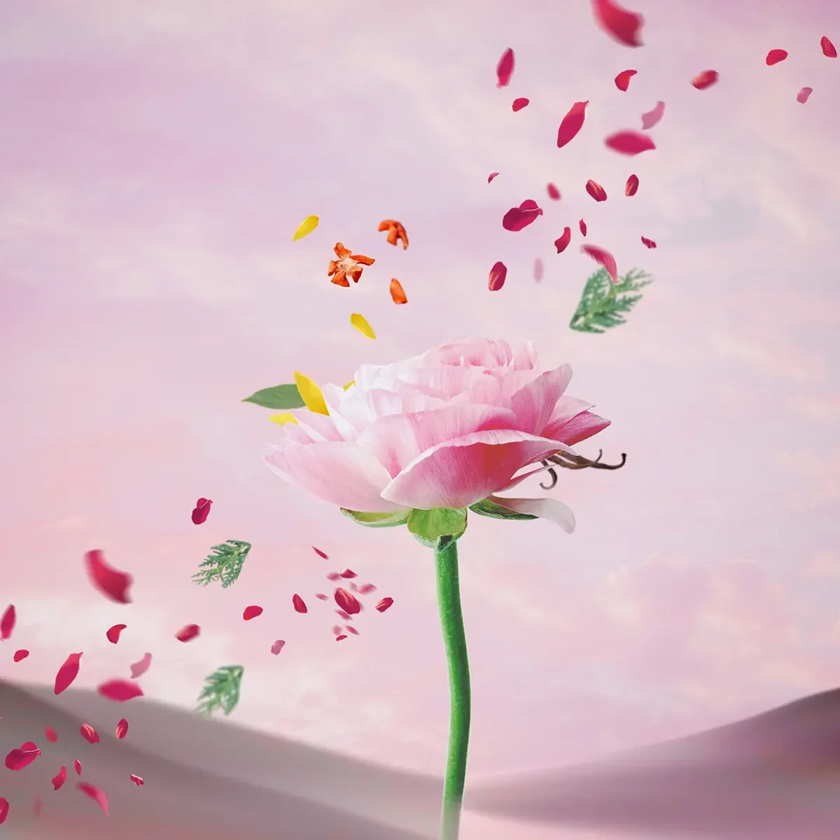 Desert Rose - Parfum - Image 4